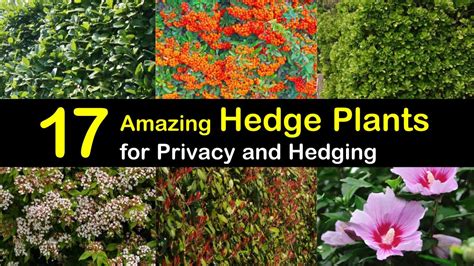 17 Amazing Hedge Plants for Privacy and Hedging