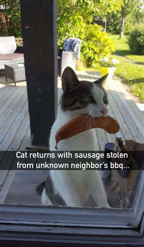 crazy cat pictures wallpaperscom