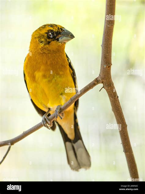 Female Black Headed Grosbeak Hi Res Stock Photography And Images Alamy