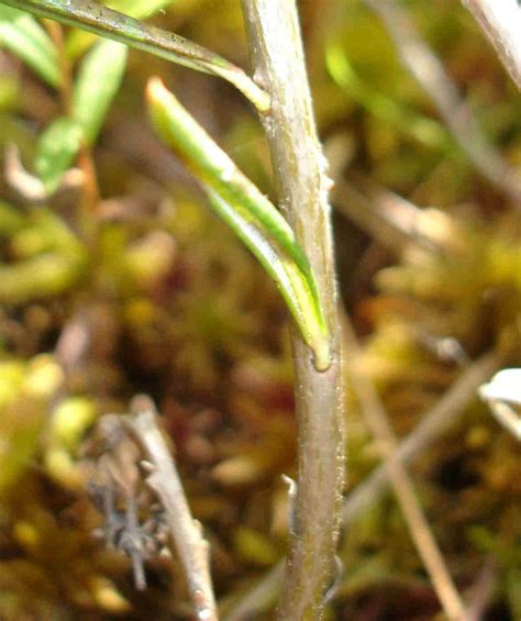 Andromeda Polifolia Bog Rosemary Go Botany