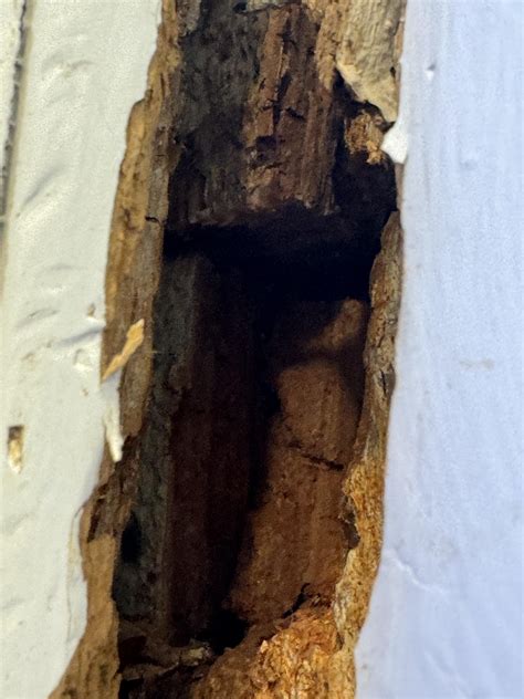 Termite damage in window frame? : r/Termites