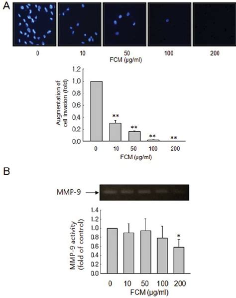 Effects Of Fcm On Cancer Cell Invasion And Mmp Expression In