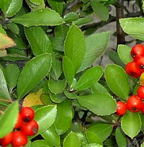 Pyracantha coccinea