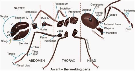 42 best Ant Anatomy images on Pinterest | Ant, Ants and Anatomy