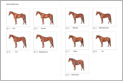 Animals Free Full Text Body Condition Score In Danish Horses