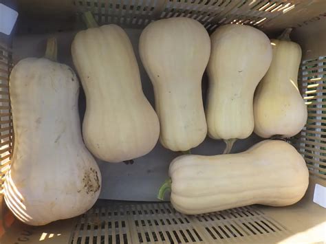 RÉSULTATS 2021 Essai variétal BUTTERNUT en culture biologique de