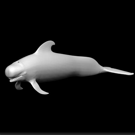 STL file Short-finned Pilot Whale 3D Model - Printable Short-finned