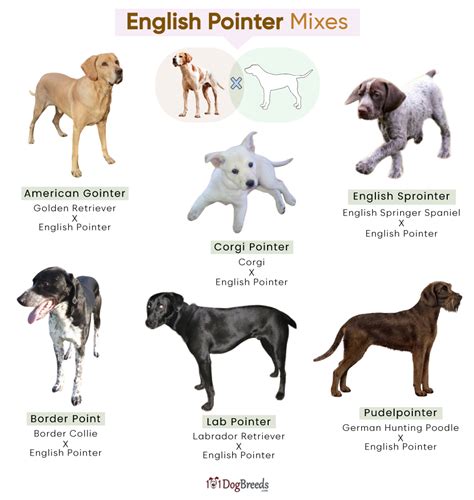 List of Popular English Pointer Mixes With Pictures