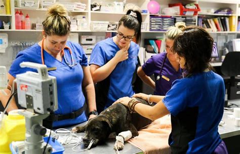 The 6 Essential Skills Of Emergency Vet Nurses And Technicians Animal