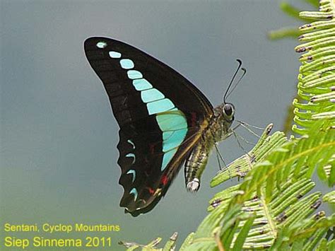 Papua Insects Foundation Lepidoptera Papilionidae Graphium Isander