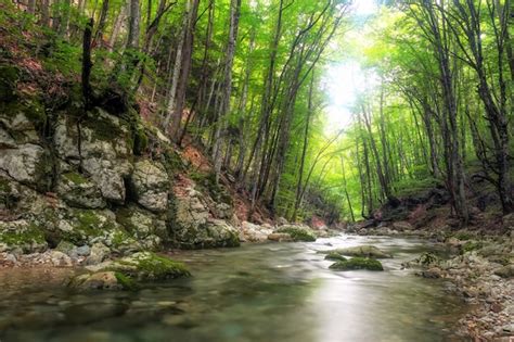 Premium Photo River Deep In Mountain Forest Nature Composition