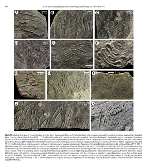 Trace Fossil Help - Fossil ID - The Fossil Forum