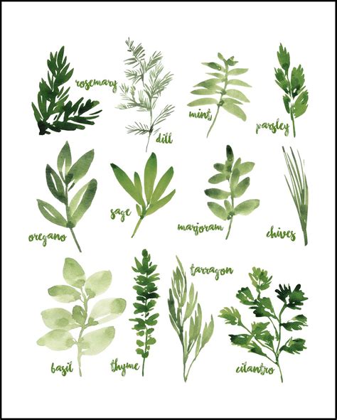 Free Printable Watercolor Herbs Art Rose Clearfield