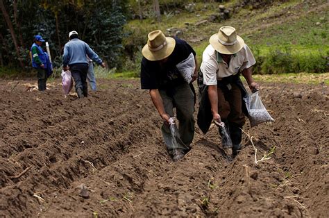 Minag Capacitará A Agricultores De Ayacucho En Uso De Semillas