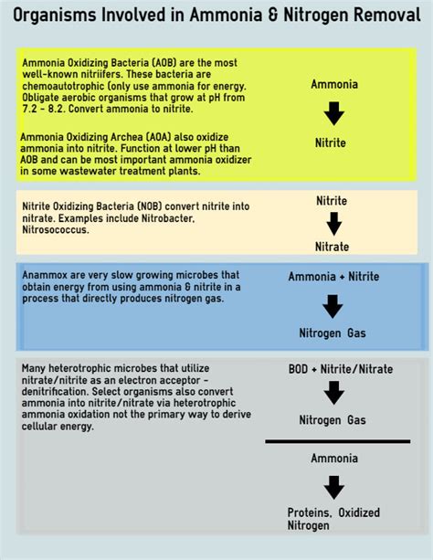 Organisms & ecological niches of organisms responsible for ammonia ...