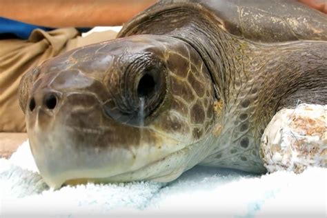 Combien dœufs pond une tortue de mer Révélation sur la Ponte des