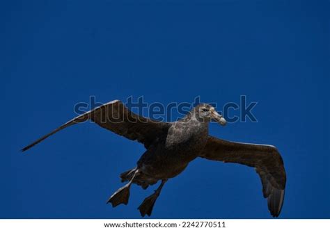 Southern Giant Petrel Macronectes Giganteus Flying Stock Photo