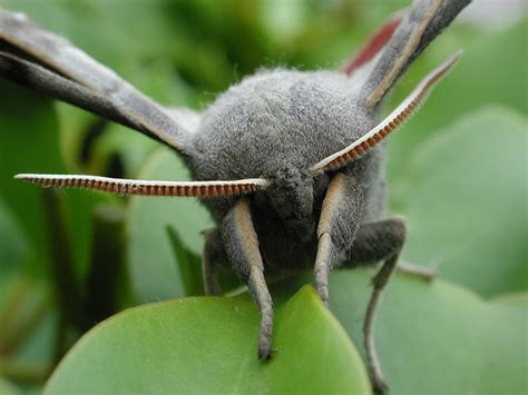 Scary Moth Flickr Photo Sharing