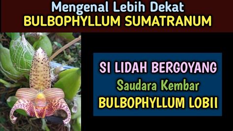 Bulbophyllum SUMATRANUM Kembaran Bulbophyllum LOBII YouTube