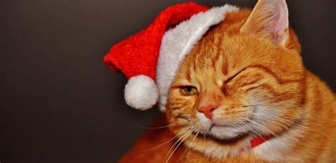 Regalos De Navidad Para Gatos Haz Feliz A Tu Mascota