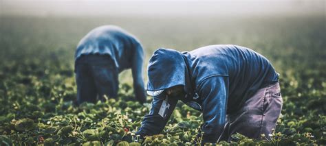 Field Workers Strawberry Picking In California Public Policy