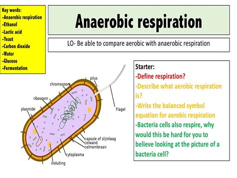 Anaerobic respiration by mr_science | Teaching Resources