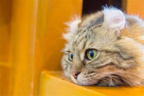 175 Most Popular Names For Tabby Cats In 2025 Cats