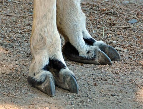 Llama Feet Stock Photos Pictures And Royalty Free Images Istock