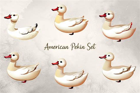 American Pekin Set Graphic by The Illustrator's Lair · Creative Fabrica