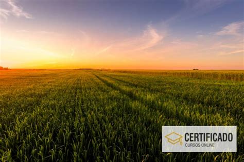 Quanto Tempo Dura O Curso De Agronomia Guia Completo Aqui