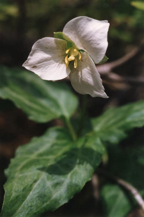 Siskiyou Wakerobin Kalmiopsis Wilderness Ii Jeff Goddard Flickr