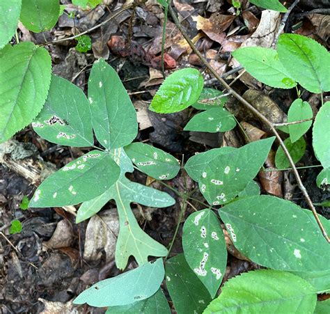 Naked Flowered Tick Trefoil In August 2023 By Johnbotany INaturalist