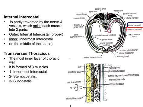 Intercostal muscles | PPT