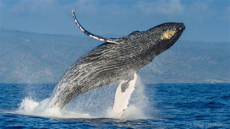 Hawaiian Islands Humpback Whale National Marine Sanctuary | Images of ...