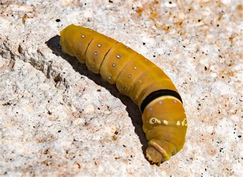 20 Types Of Arizona Caterpillars With Pictures Own Yard Life