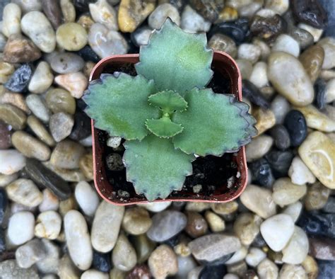 Kalanchoe Laetivirens Mother Of Thousands Or Mother Of Millions