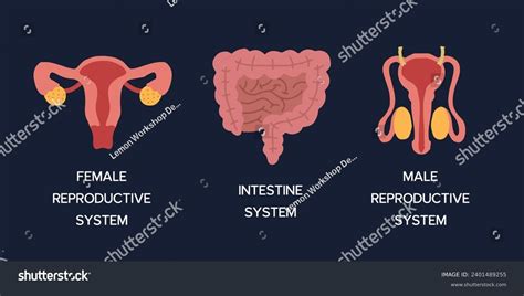 Human Internal Organs Cartoon Anatomy Body Stock Vector Royalty Free