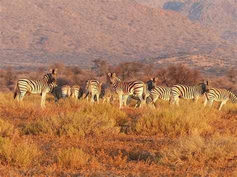 Royalty-Free photo: Herd of Zebra | PickPik