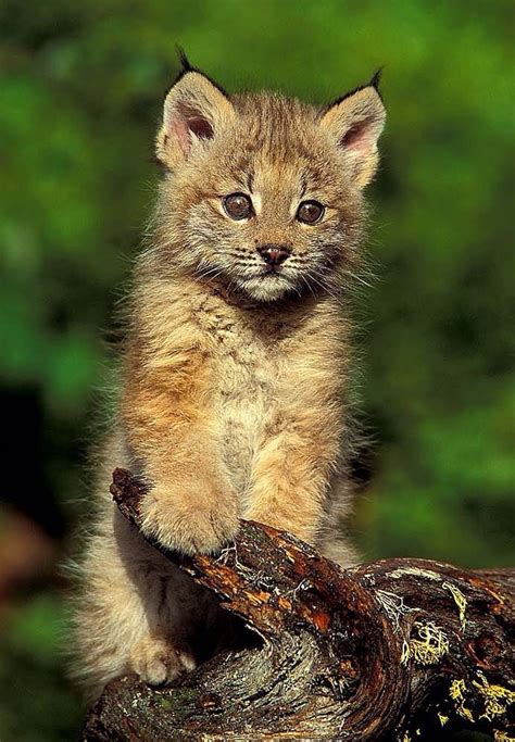 Lynx Kitten Filhotes De Animais Exóticos Gatos Bebê Animais De