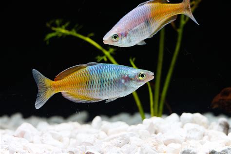 Boesemani Rainbow Fish