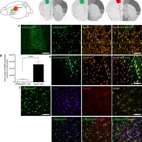 Lentiviral Creb Expression In Cortical Pyramidal Neurons A Schematic