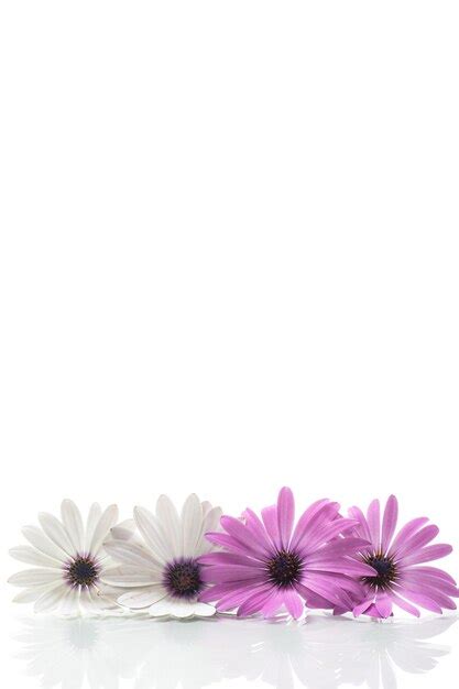 Hermosas flores blancas y púrpuras de osteospermum sobre un fondo