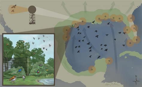 Review highlights challenges faced by birds in the Gulf of Mexico