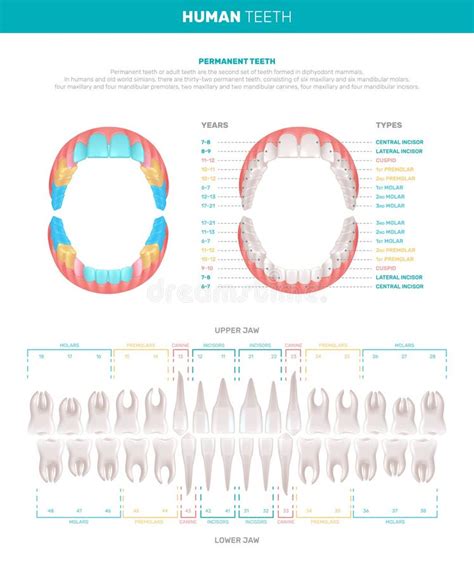 Human Teeth Big Infographics Stock Vector Illustration Of Scheme