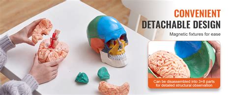 VEVOR Human Skull Model, 8 Parts Brain & 3 Parts Skull, Life-Size ...