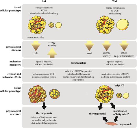 Importance Of Adipocyte Browning In The Evolution Of Endothermy