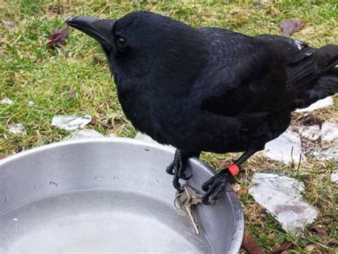 Canadian Police Chase Famous Knife Stealing Crow For Tampering With