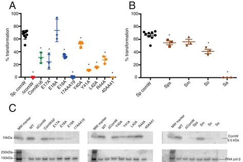 The Pneumococcal X Activator Comw Is A Dna Binding Protein Critical