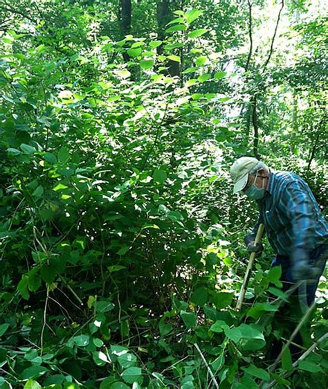 Knotweed removal begins along Mill River - Nutmeg Chapter Trout Unlimited