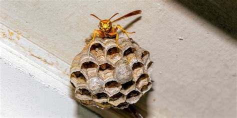 Yellow Jacket Control Winston Salem Nc The Dead Pest Society